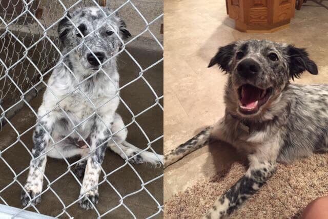 Perro rescatado antes y después de la adopción: fotos que restaurarán tu fe en la humanidad