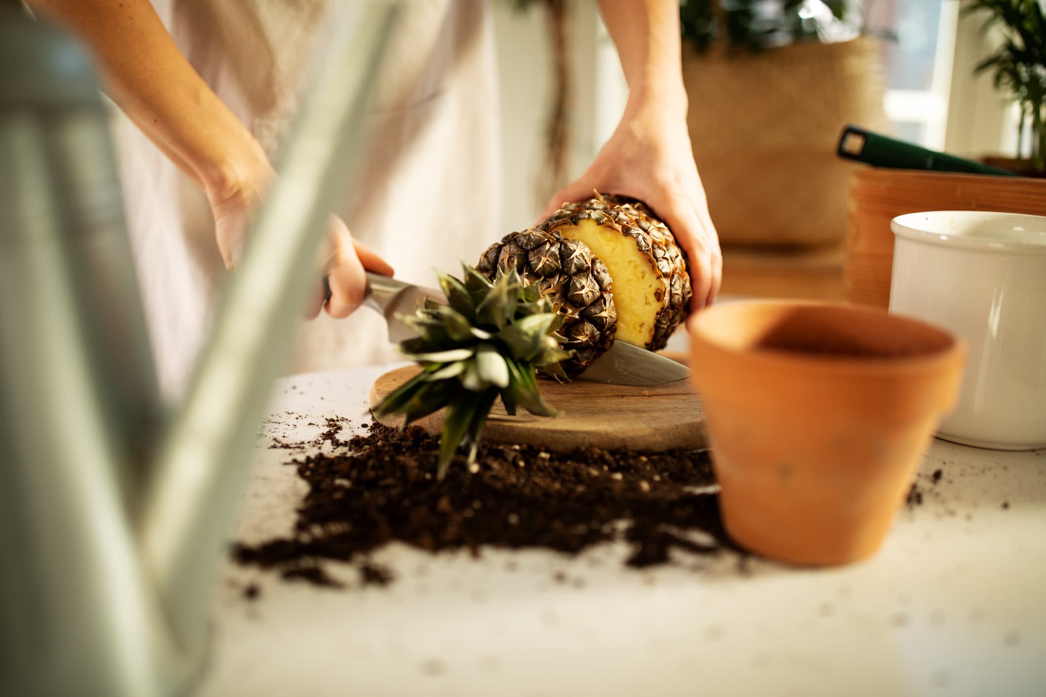 Dejen de lanzar coronas de piña. Opten por esto en su lugar.