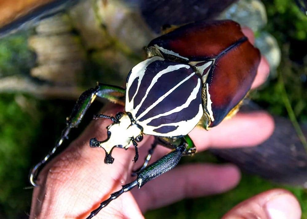 Estos son los insectos más grandes del mundo.