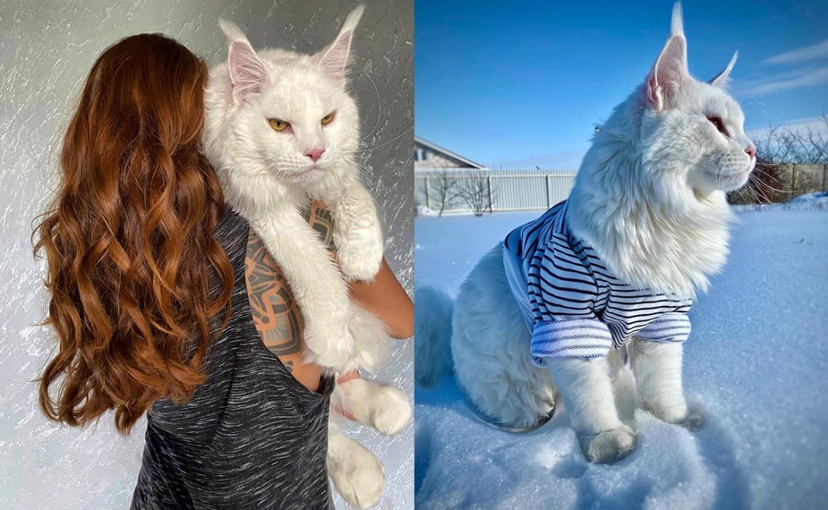 Conoce a Kefir el Maine Coon más grande del mundo