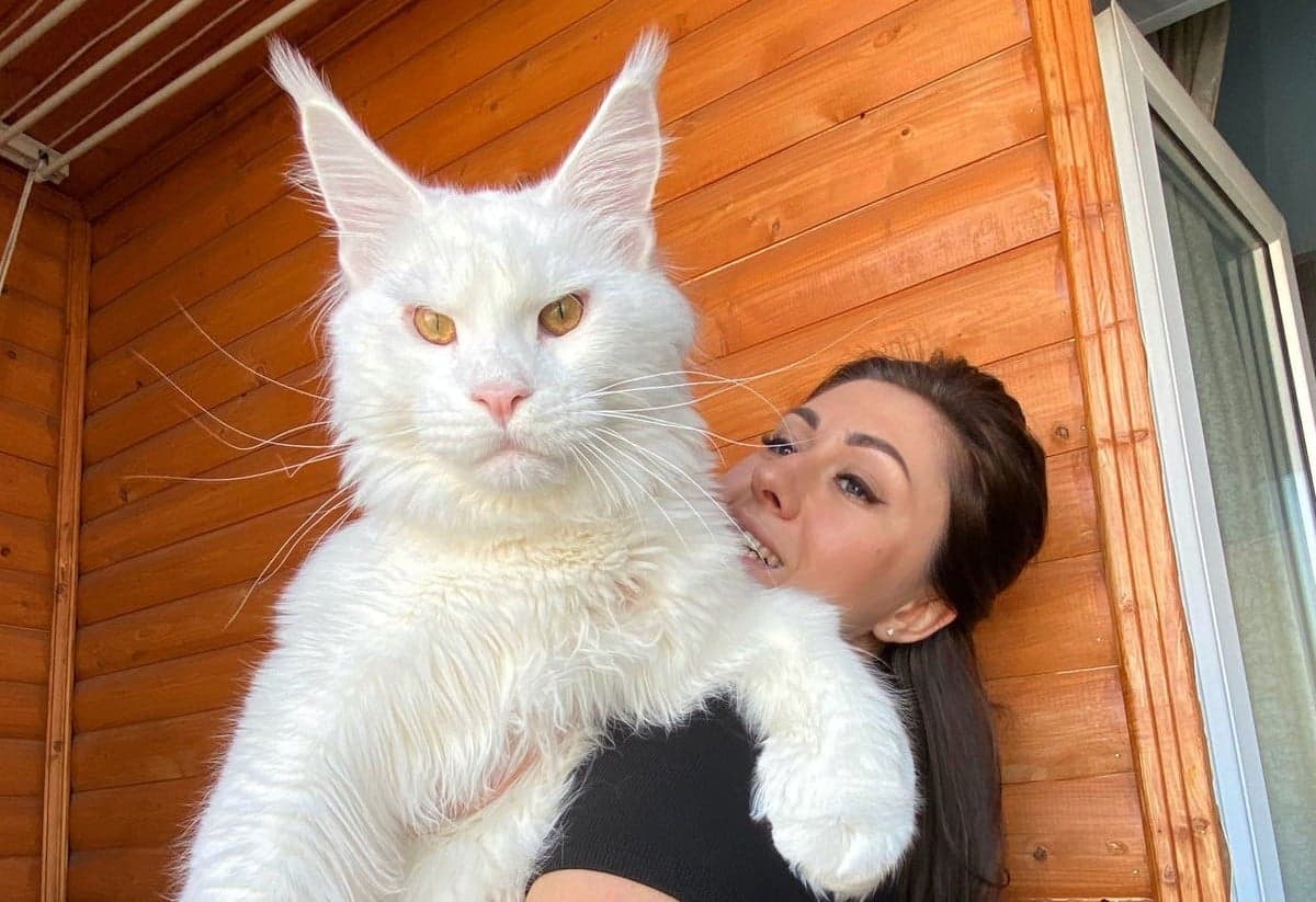 Las 10 razas de gatos más grandes del mundo