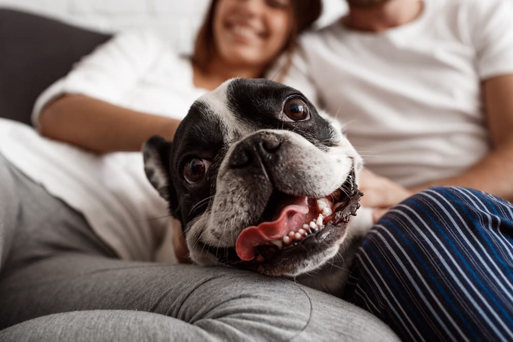 ¿Por qué los perros te saltan encima cuando abrazas a tu pareja?