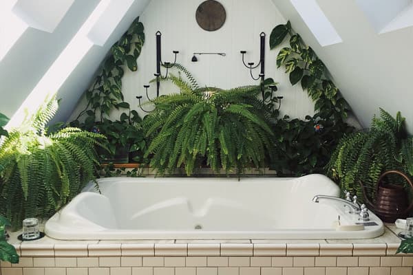 Las 10 plantas de interior más recomendadas para el baño