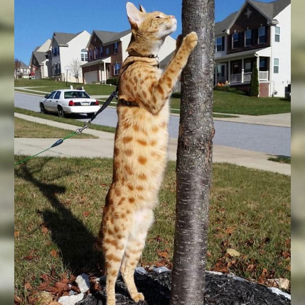gatos más grandes del mundo