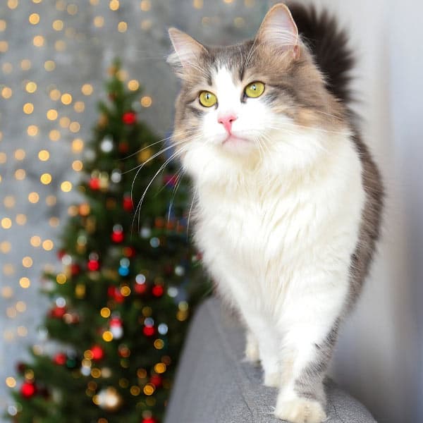 gatos más grandes del mundo