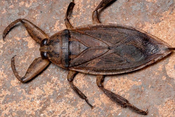 insectos más grandes del mundo