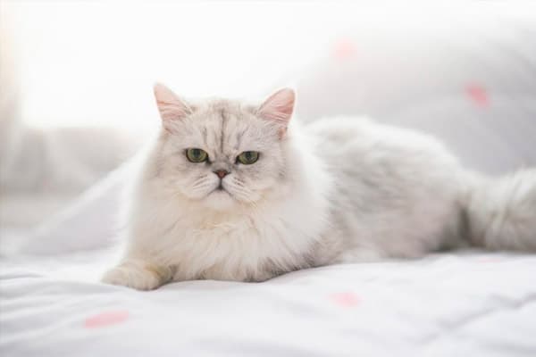 raza de gato más linda