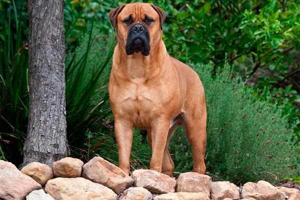 razas de perros