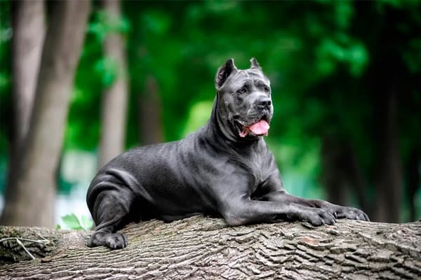 razas de perros