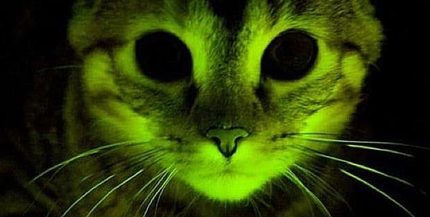10 Espectaculares animales que brillan en la oscuridad