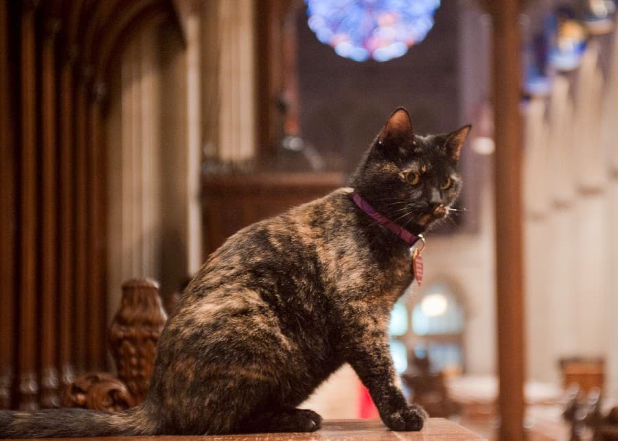 Gatos en lugares de culto todavía no les importa