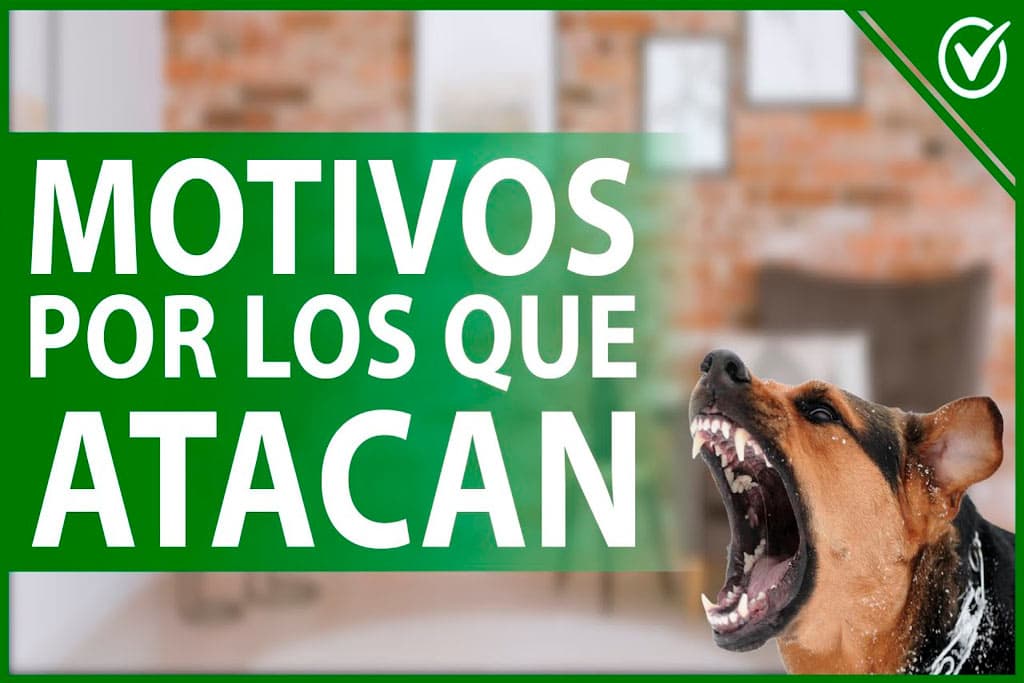 Cuidado con los animales domésticos