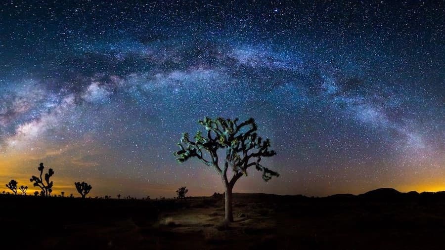 Árbol de Josué | Considere la vida en estos 10 lugares estelares bayas de cerebro