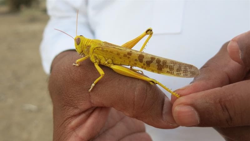 Los 8 animales más aterradores que viven en el desierto