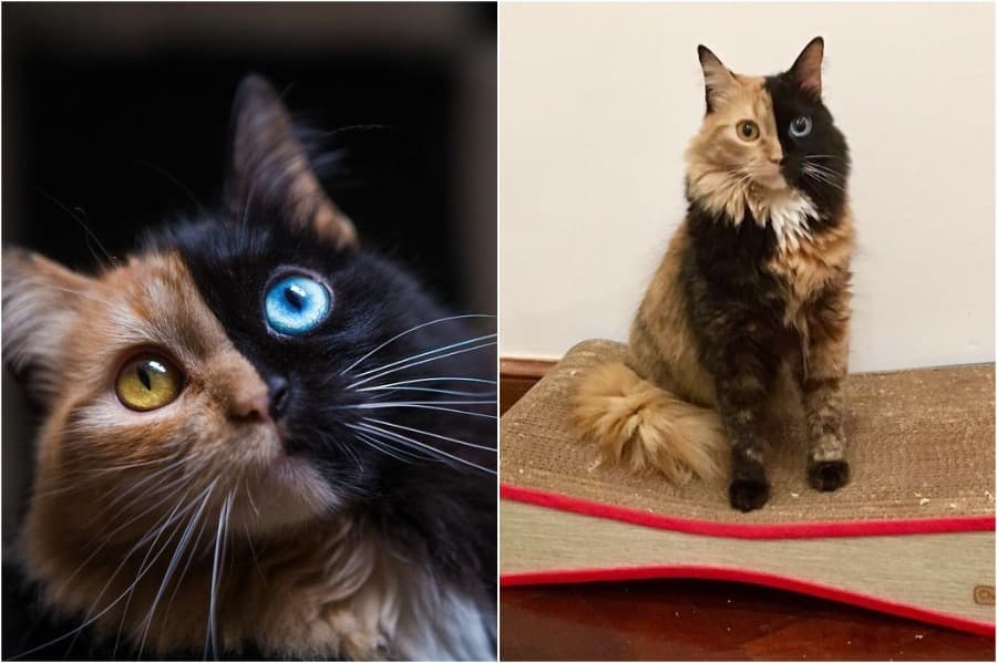 Quimera el gato de dos caras