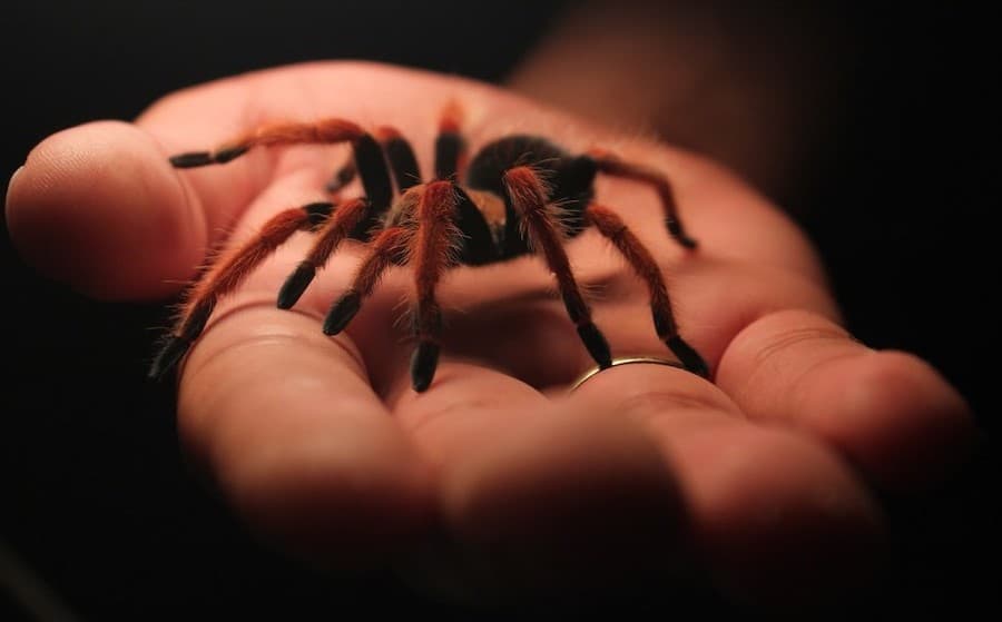 Picaduras de araña. Todo lo que necesitas saber