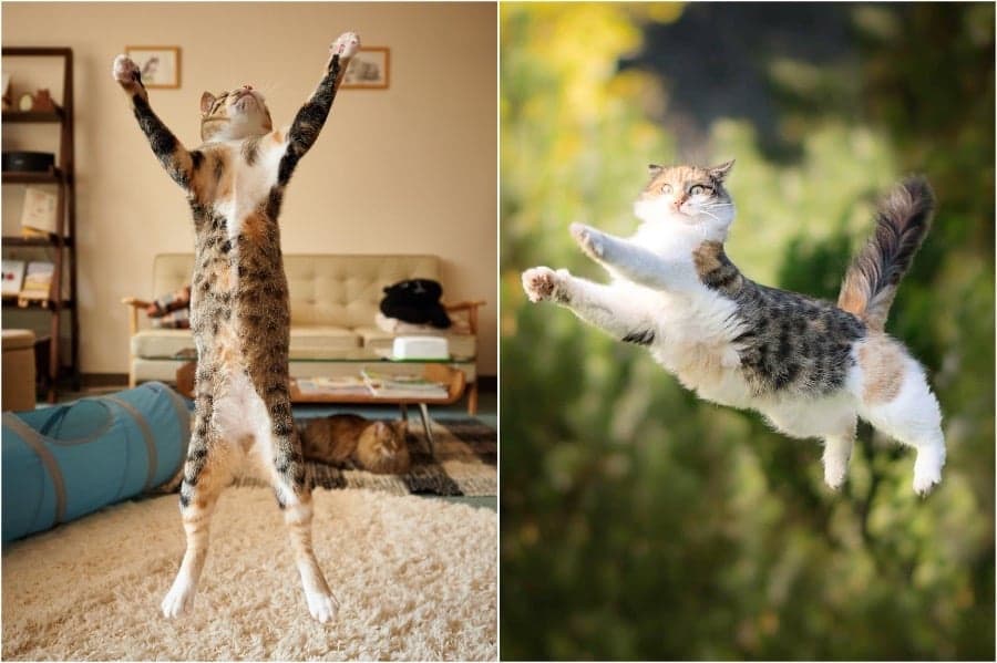 Los gatos voladores definitivos
