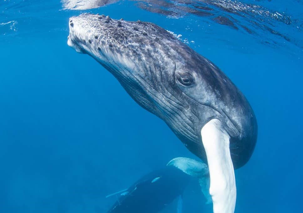 En la misma línea, el canto de la ballena viaja increíblemente lejos Siete hechos sensacionales sobre la voz | bayas de cerebro
