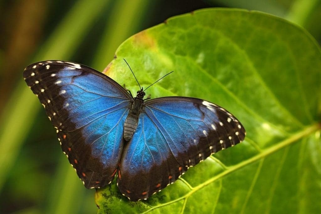 Las 7 mariposas más bellas del mundo.
