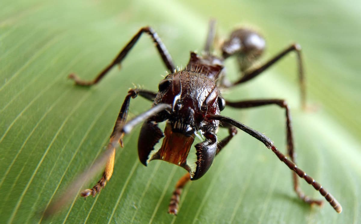 Hormigas bala | Los insectos más mortíferos del mundo. bayas de cerebro