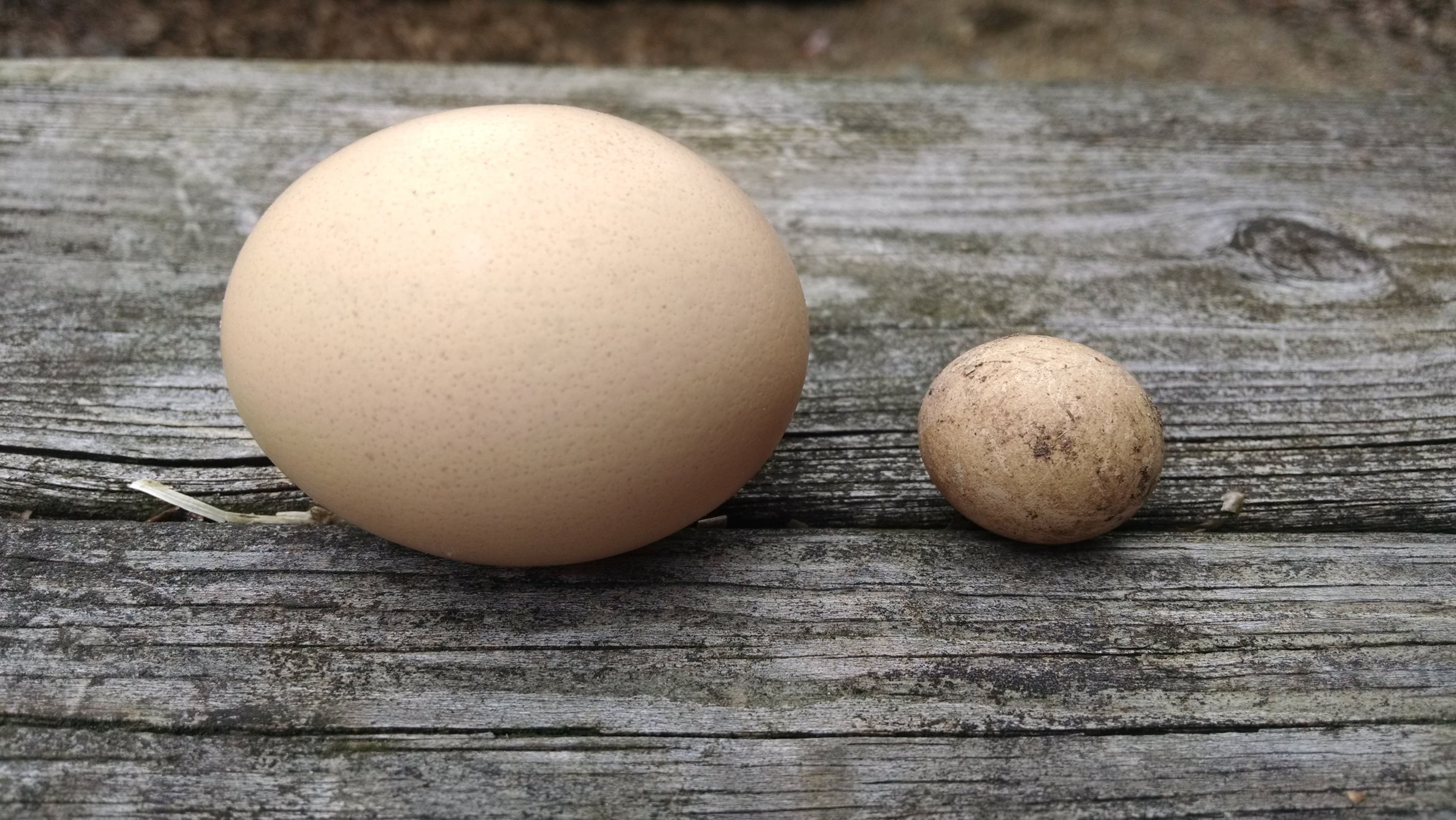 Los 9 huevos de gallina más aterradores que jamás hayas visto