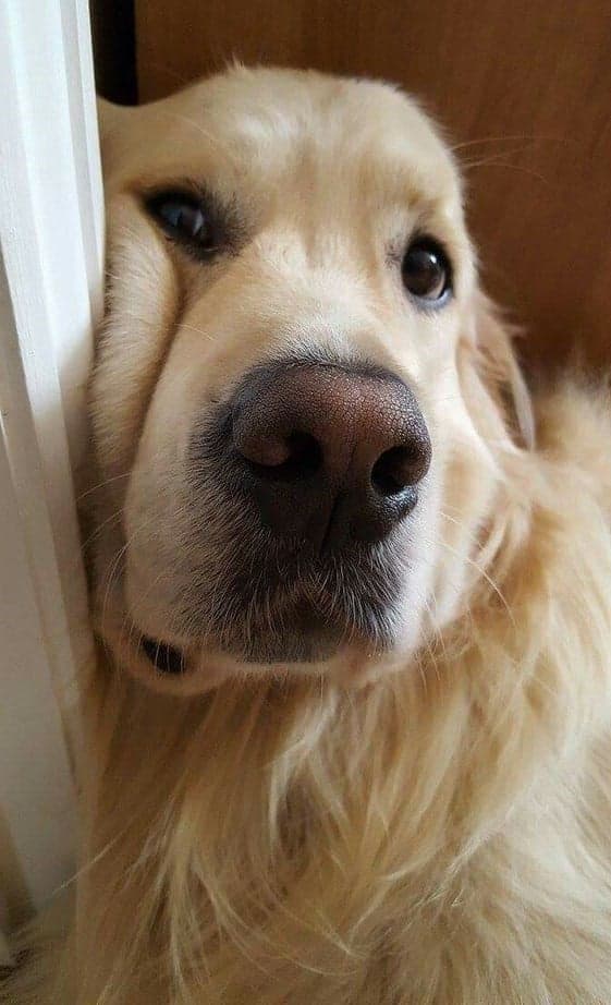 Aries (21 de marzo - 19 de abril). perros grandes ¿Cuál es la mascota perfecta para ti según tu signo del zodíaco? |: bayas de cerebro