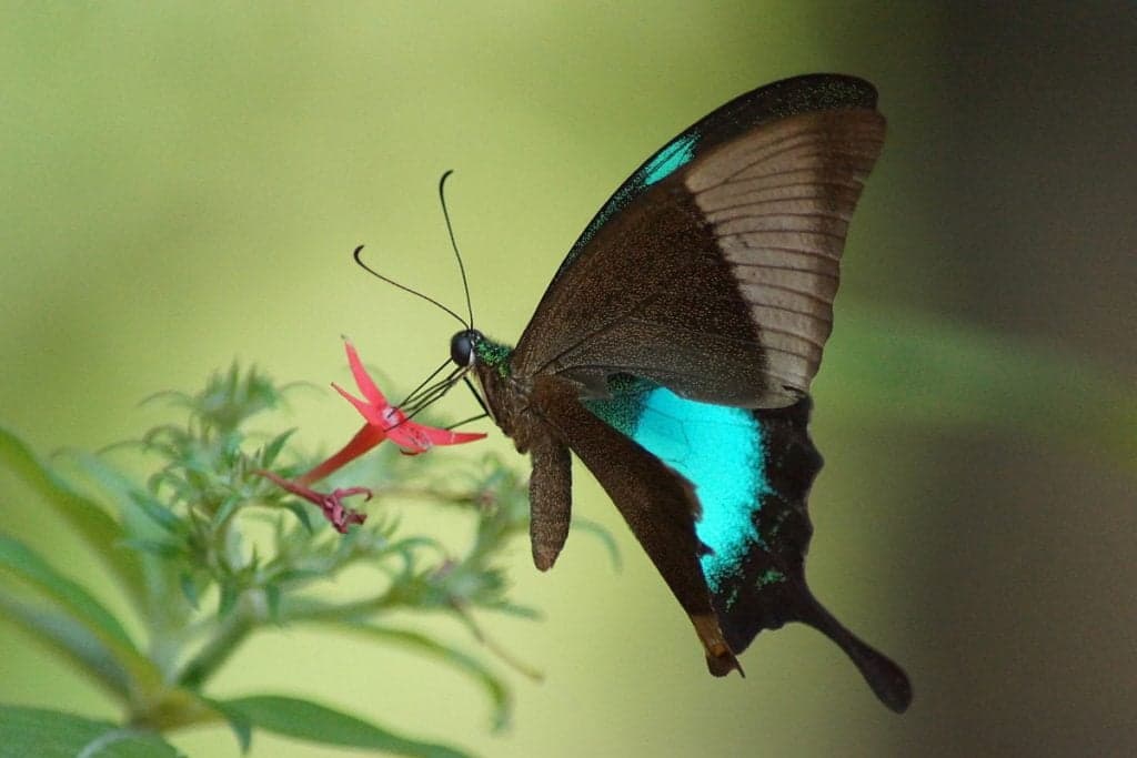 Pavo real con bandas de Malabar |: Las 7 mariposas más bellas del mundo. CerebroBerry: