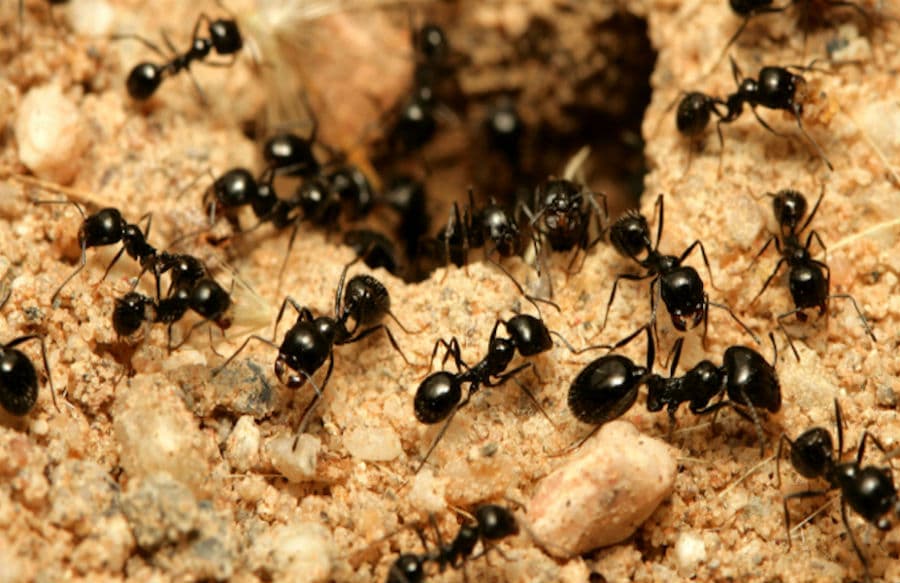 7 animales esenciales para la supervivencia humana
