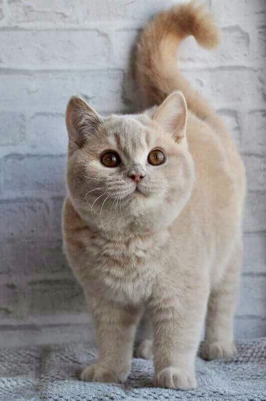 Virgo (23 de agosto - 23 de septiembre). Cualquier gato | ¿Cuál es la mascota perfecta para ti según tu signo del zodíaco? |: bayas de cerebro