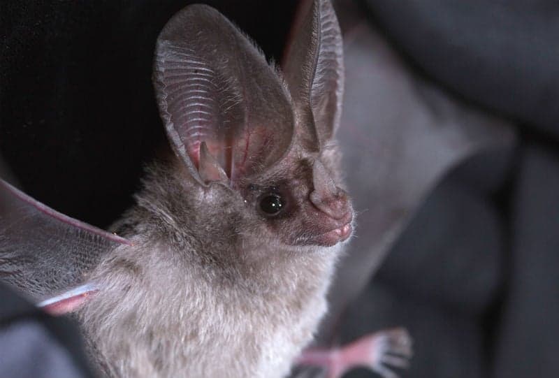 9 de los animales más bellos con orejas enormes