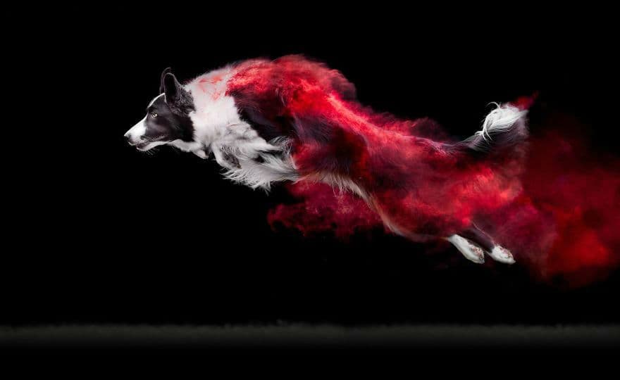 Fotografiar polvo en perros es mágico