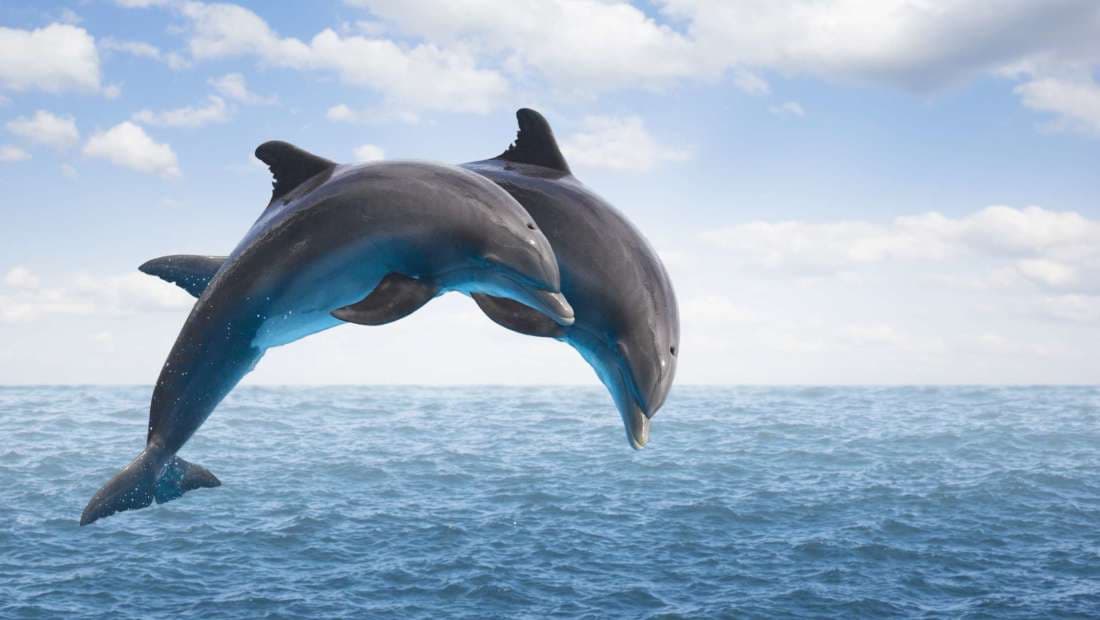 6 hechos sorprendentes sobre la inteligencia de los delfines