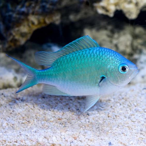 Tauro (20 de abril - 20 de mayo). peces exóticos ¿Cuál es la mascota perfecta para ti según tu signo del zodíaco? |: bayas de cerebro