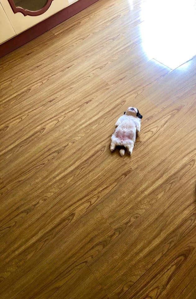 Un pequeño cachorro con la costumbre de dormir en una posición extraña se ha convertido en un meme.