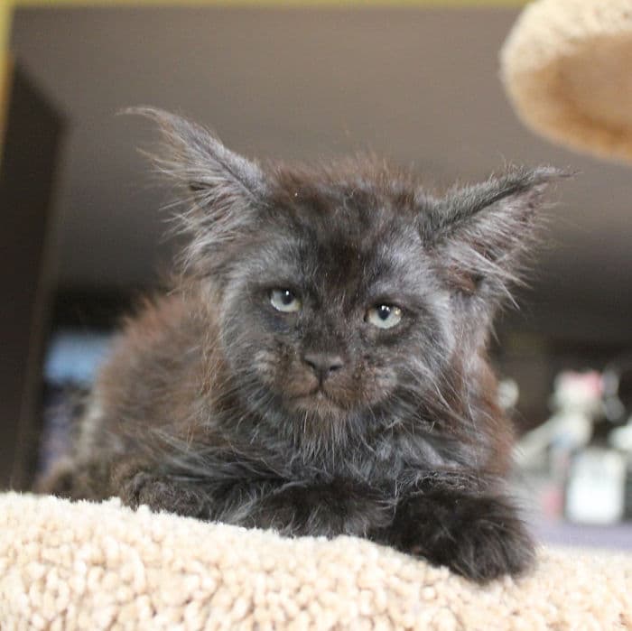 Un gato con rostro humano ha arrasado en Internet.