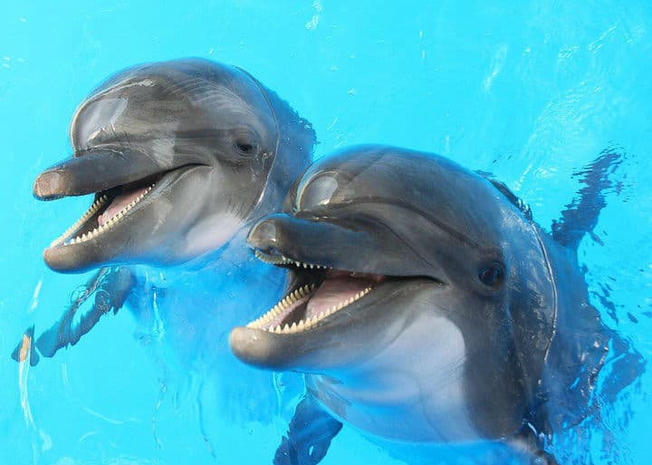 Estos simpáticos animales pueden matarte si no tienes cuidado