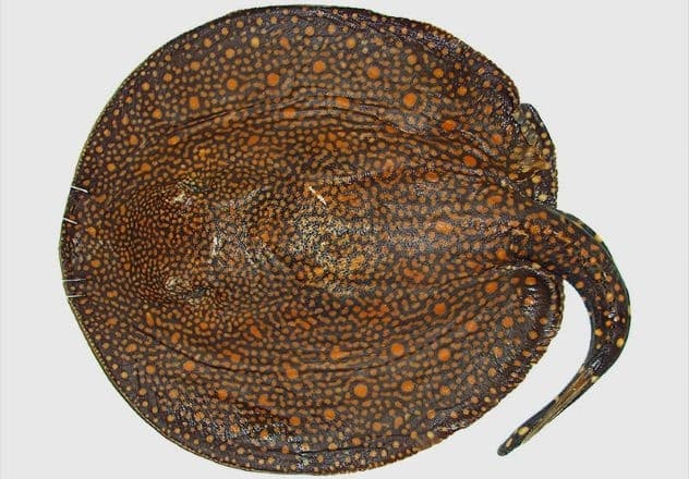 Especies animales recién descubiertas que debes conocer