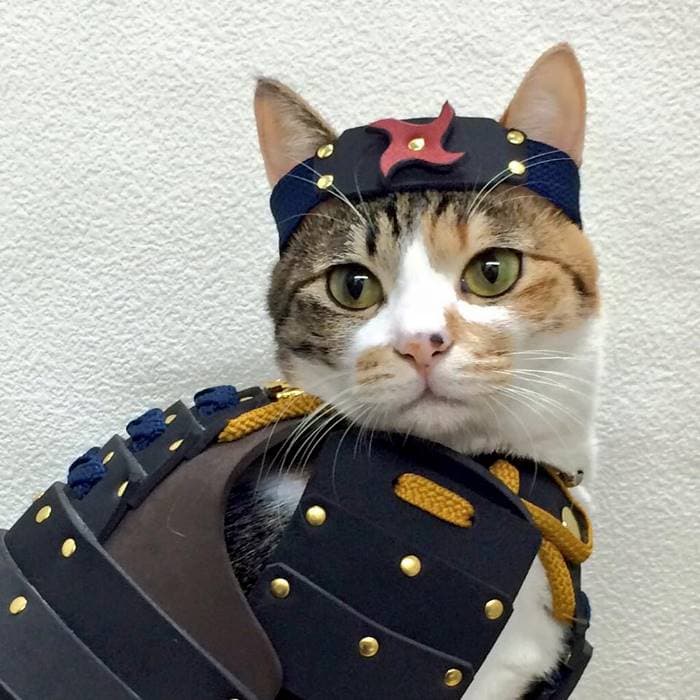 La armadura samurái es algo real para tus perros y gatos (15 imágenes)