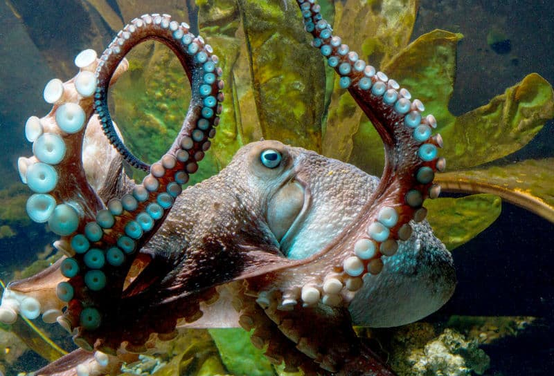 Los 10 animales más inteligentes del planeta.