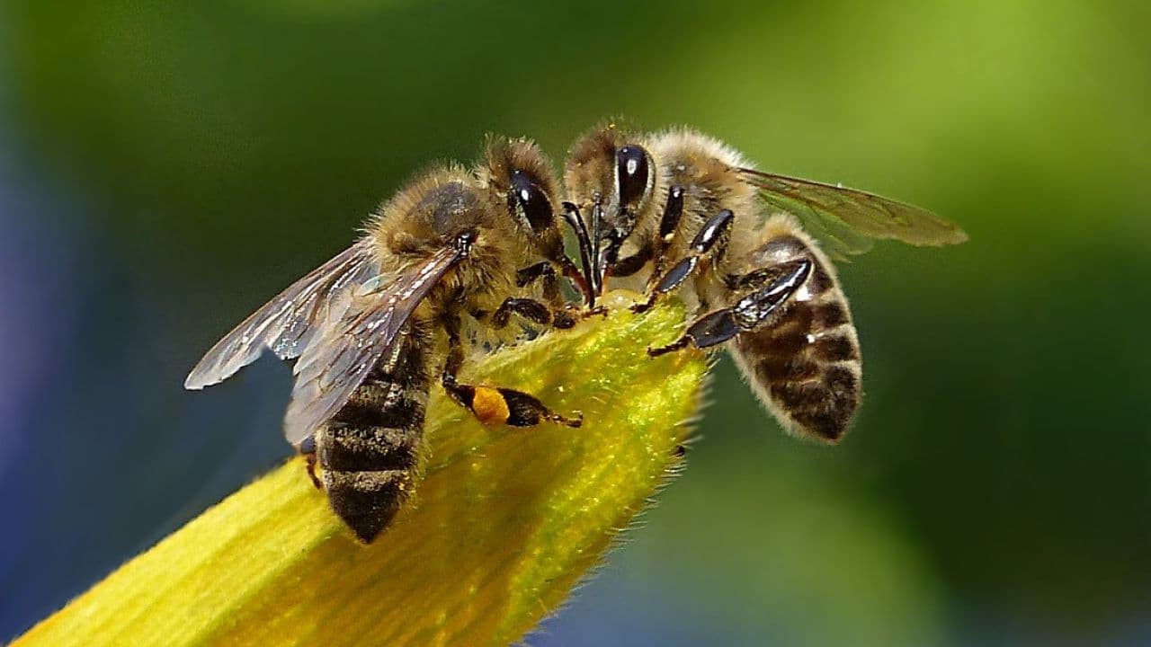 Los 7 insectos más inteligentes del mundo.