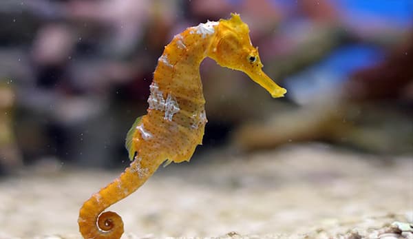 7 animales adorables que tuvieron un comienzo difícil en la vida