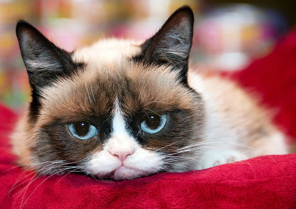 gato gruñón 1