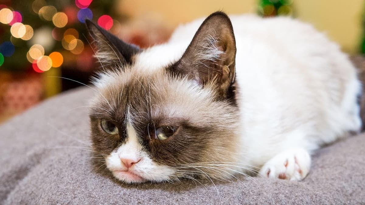 Gato gruñón 2