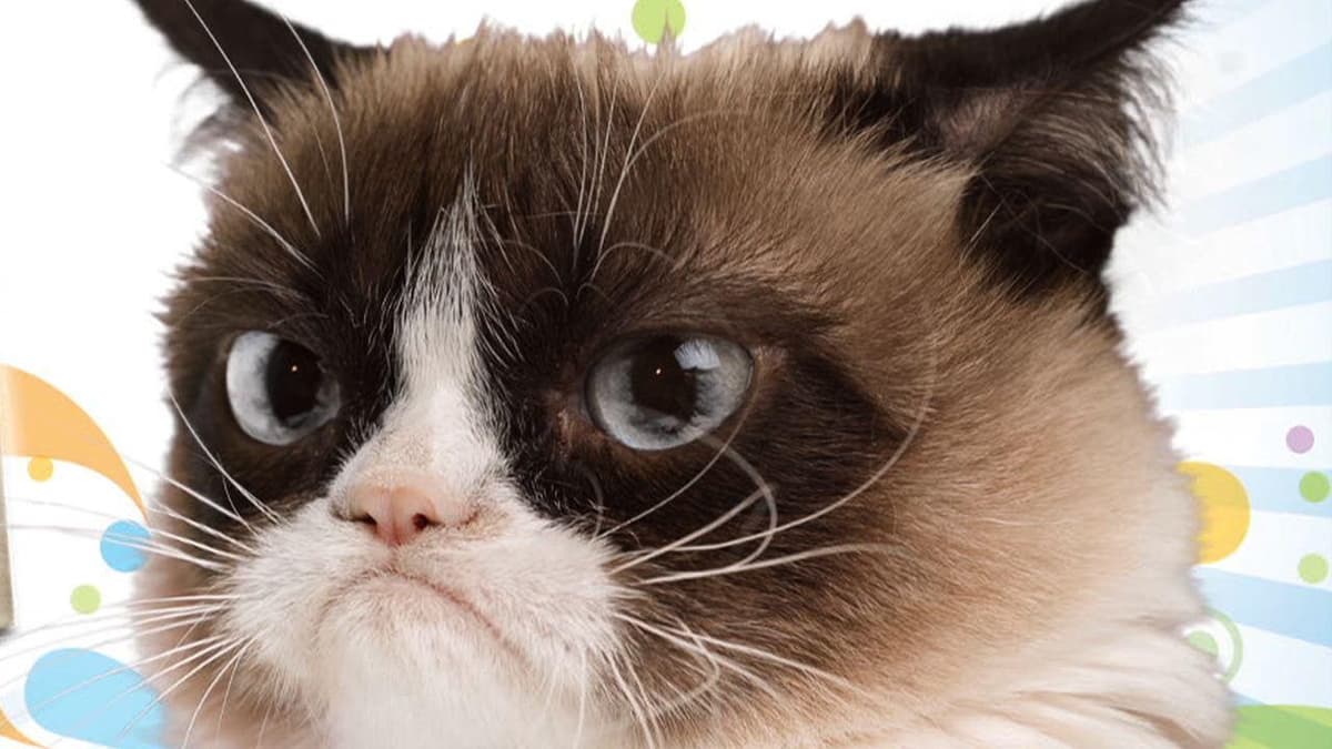 Gato gruñón 3
