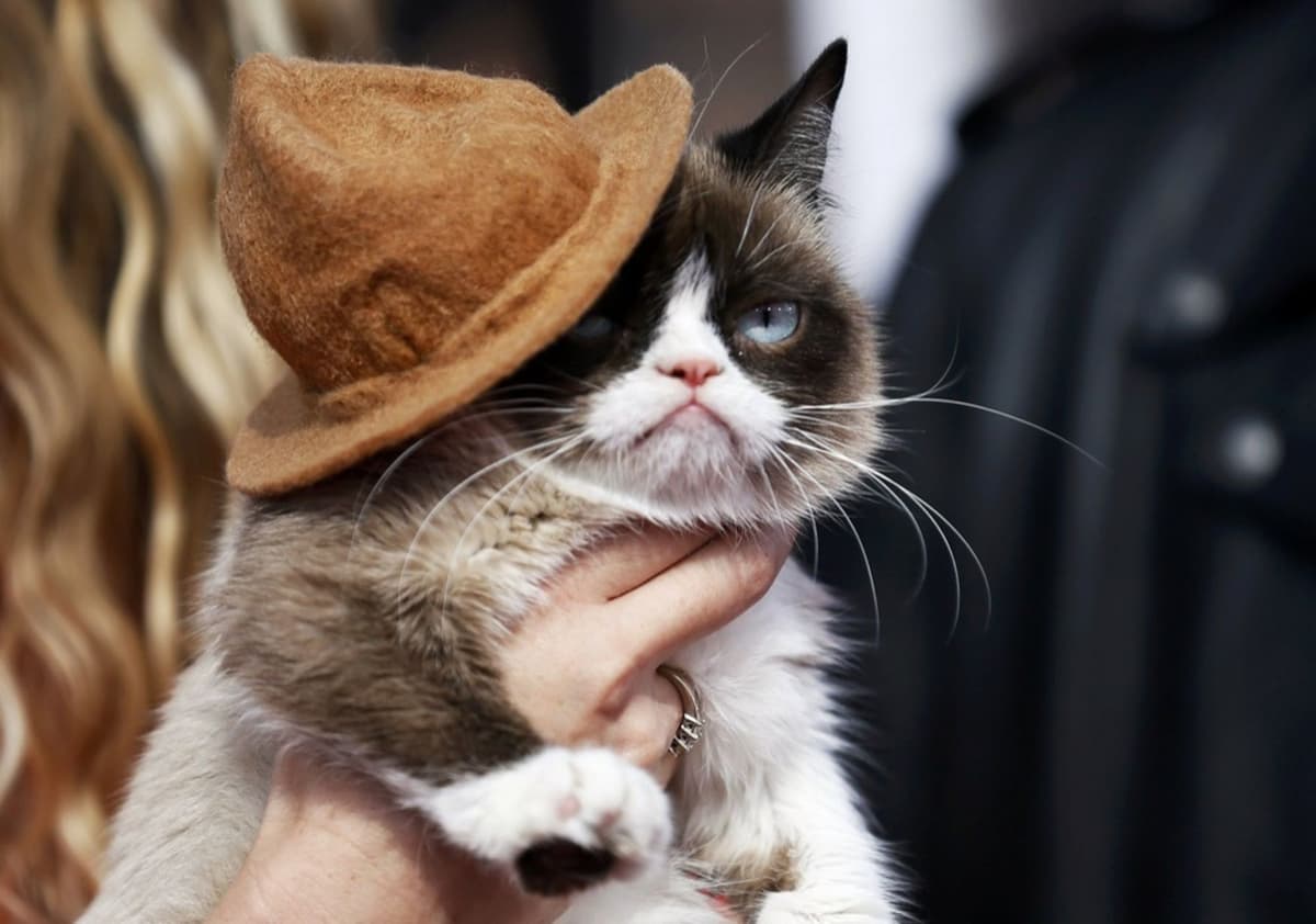 Gato gruñón 5