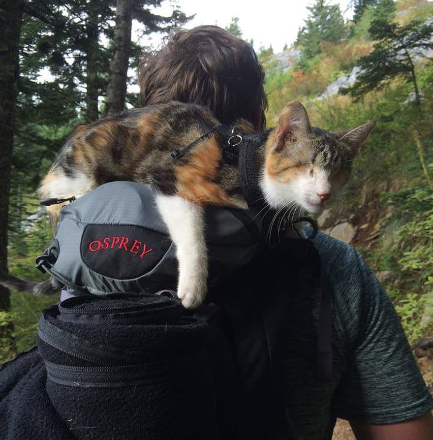 Los 15 gatos más famosos de Internet