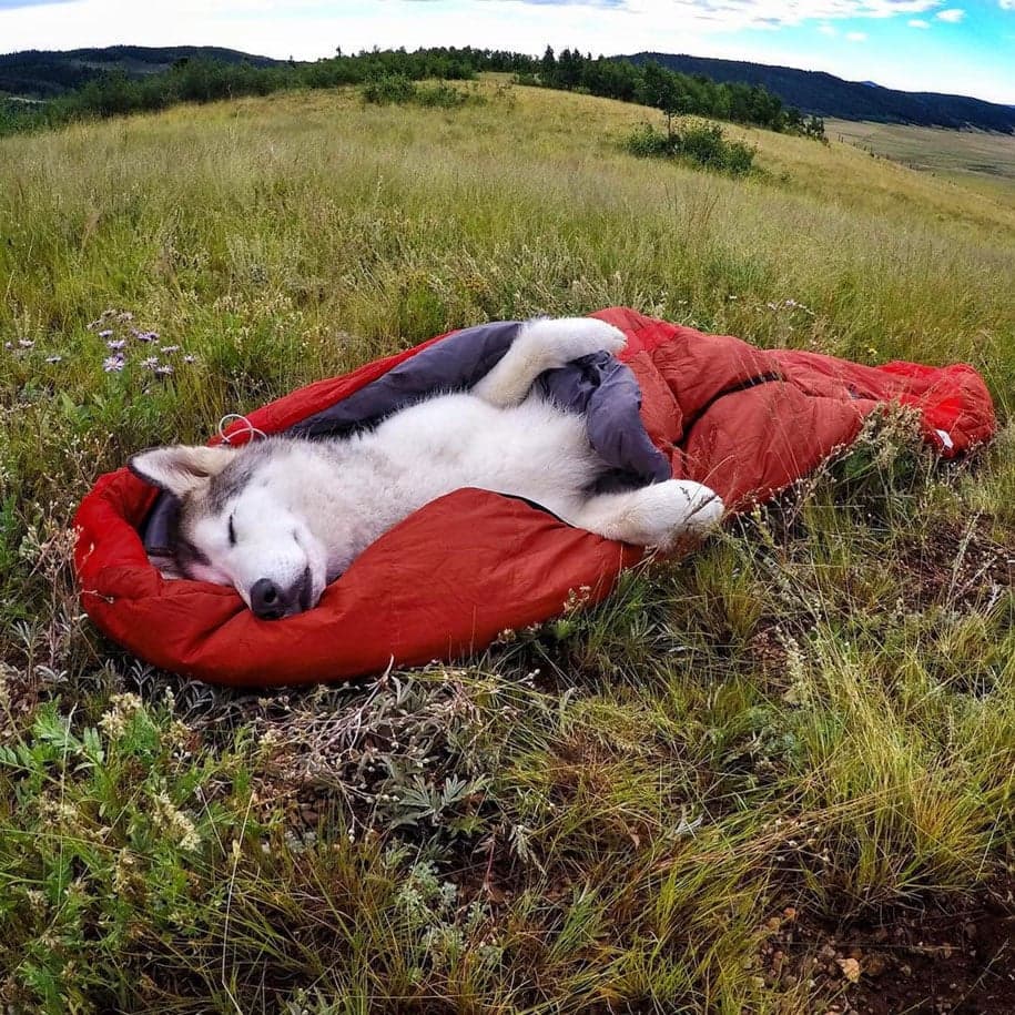 Wolf Dog Lockey 10