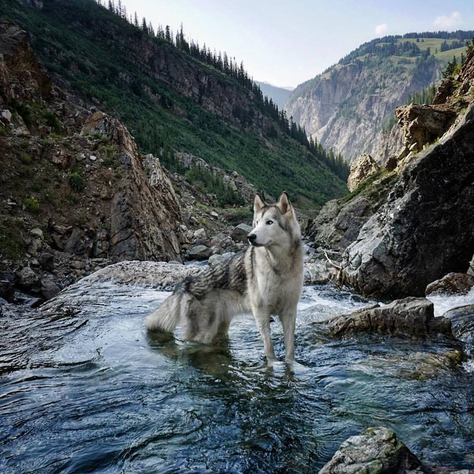 Loci Wolf Dog 12