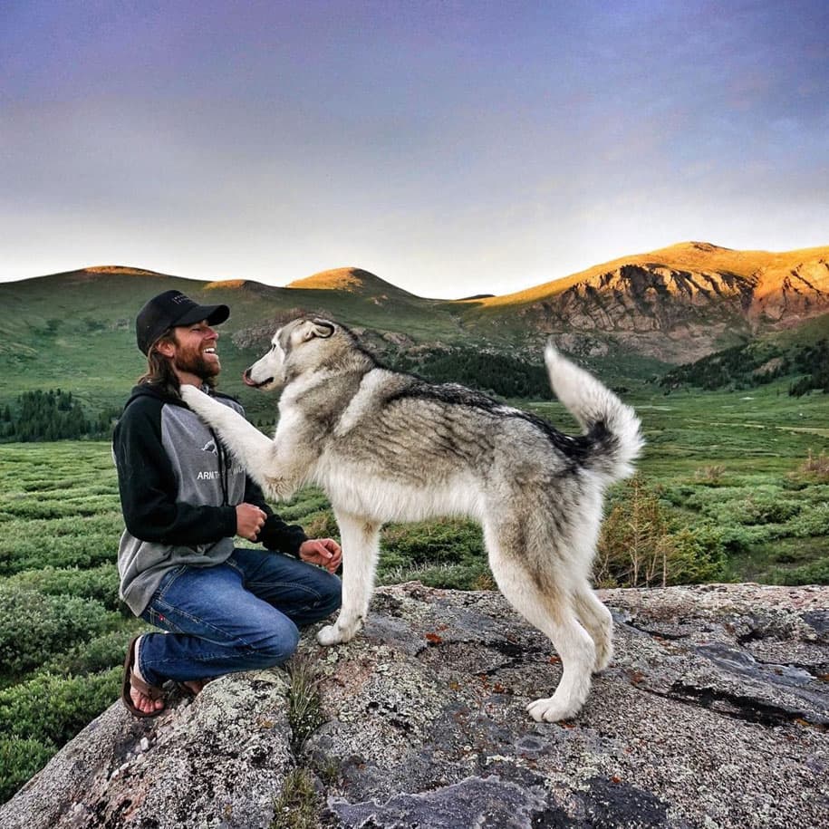 Loci Wolf Dog 2
