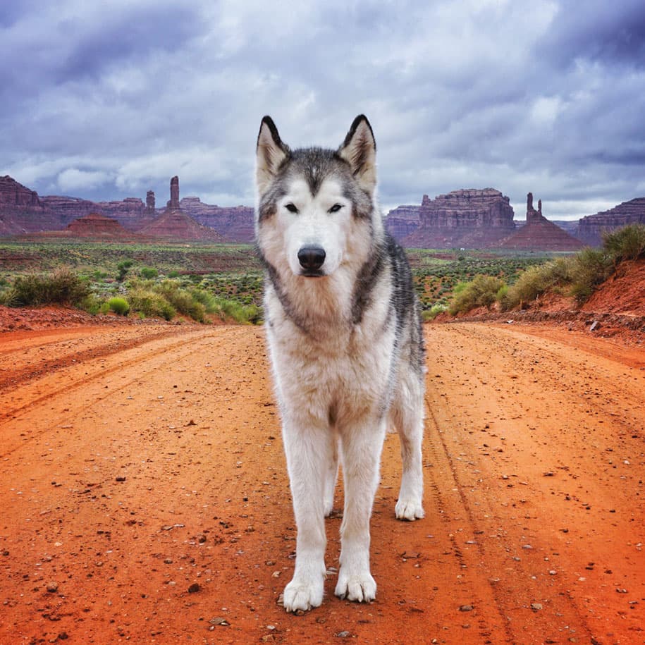 Wolf Dog Lockey 4